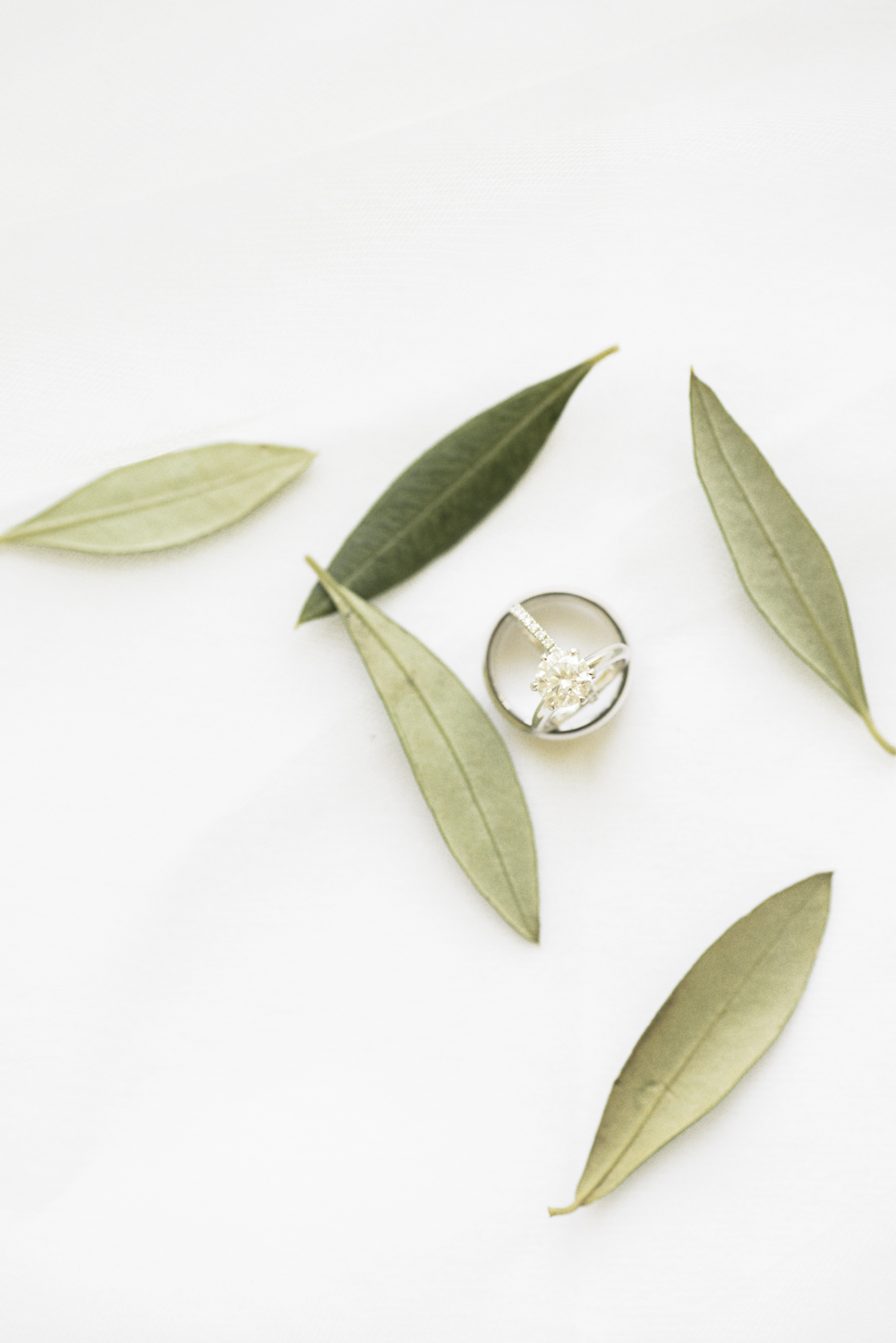 Серьги-кольца Olive Leaf 3d model. Прозрачные листья оливы из пластика. Как выглядит лист оливы. Olive me Loves.